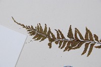 單邊鐵角蕨藏品圖，第4張