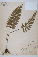 單邊鐵角蕨藏品圖，第1張