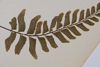 單邊鐵角蕨藏品圖，第3張