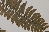 單邊鐵角蕨藏品圖，第4張