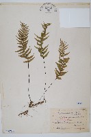 單邊鐵角蕨藏品圖，第1張