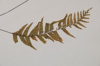 單邊鐵角蕨藏品圖，第3張