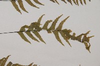 單邊鐵角蕨藏品圖，第4張