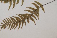 單邊鐵角蕨藏品圖，第5張