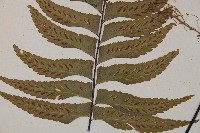 單邊鐵角蕨藏品圖，第3張