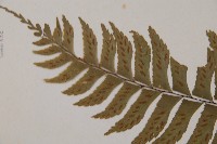 單邊鐵角蕨藏品圖，第4張