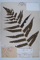 廣葉鋸齒雙蓋蕨藏品圖，第1張