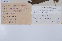 廣葉鋸齒雙蓋蕨藏品圖，第2張