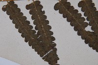 廣葉鋸齒雙蓋蕨藏品圖，第3張