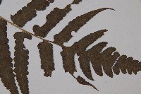 廣葉鋸齒雙蓋蕨藏品圖，第4張