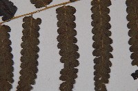 廣葉鋸齒雙蓋蕨藏品圖，第5張