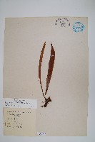 柳葉劍蕨藏品圖，第1張