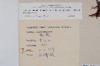 柳葉劍蕨藏品圖，第2張