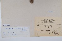 萬年松藏品圖，第2張