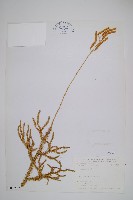 石松藏品圖，第1張