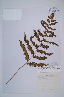 東洋蹄蓋蕨藏品圖，第1張