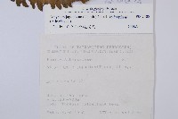 東洋蹄蓋蕨藏品圖，第2張