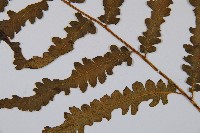 東洋蹄蓋蕨藏品圖，第3張