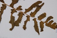 東洋蹄蓋蕨藏品圖，第4張