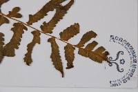 東洋蹄蓋蕨藏品圖，第5張