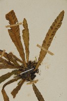 叢葉鐵角蕨藏品圖，第2張