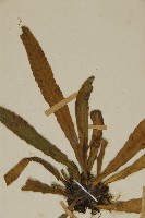 叢葉鐵角蕨藏品圖，第3張