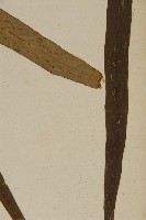 劍葉鐵角蕨、箭葉鐵角蕨藏品圖，第3張