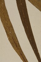 劍葉鐵角蕨、箭葉鐵角蕨藏品圖，第4張