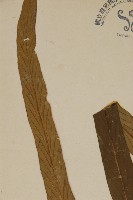 劍葉鐵角蕨、箭葉鐵角蕨藏品圖，第5張