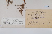 褐基劍蕨藏品圖，第2張