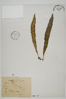 叢葉鐵角蕨藏品圖，第1張