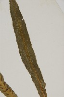 叢葉鐵角蕨藏品圖，第3張