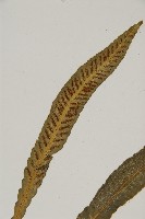 叢葉鐵角蕨藏品圖，第4張