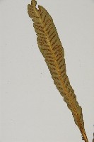叢葉鐵角蕨藏品圖，第4張