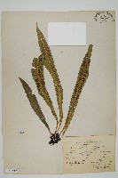 叢葉鐵角蕨藏品圖，第1張