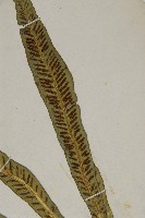 叢葉鐵角蕨藏品圖，第3張