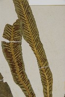 叢葉鐵角蕨藏品圖，第4張