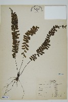 生芽鐵角蕨藏品圖，第1張