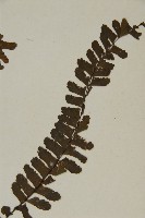 生芽鐵角蕨藏品圖，第3張