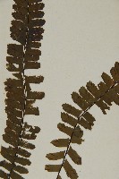 生芽鐵角蕨藏品圖，第4張