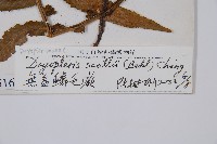 大葉毛蕨藏品圖，第2張