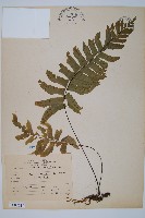 單邊鐵角蕨藏品圖，第1張