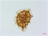 單邊鐵角蕨藏品圖，第2張