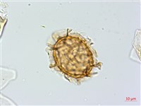 單邊鐵角蕨藏品圖，第3張