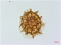 單邊鐵角蕨藏品圖，第4張