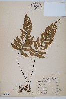 單邊鐵角蕨藏品圖，第1張