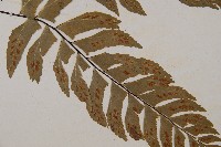 單邊鐵角蕨藏品圖，第3張