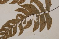 單邊鐵角蕨藏品圖，第4張