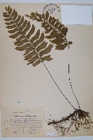 單邊鐵角蕨藏品圖，第1張