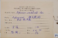 單邊鐵角蕨藏品圖，第2張